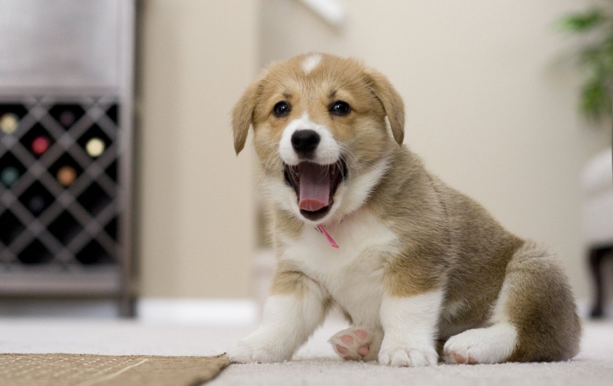 Лабрадор и такса