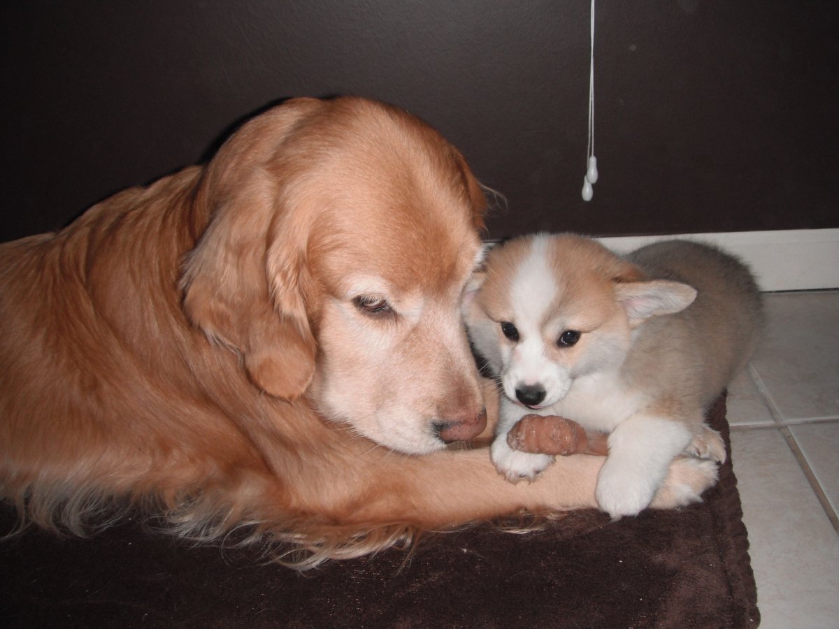 Корги и золотистый ретривер