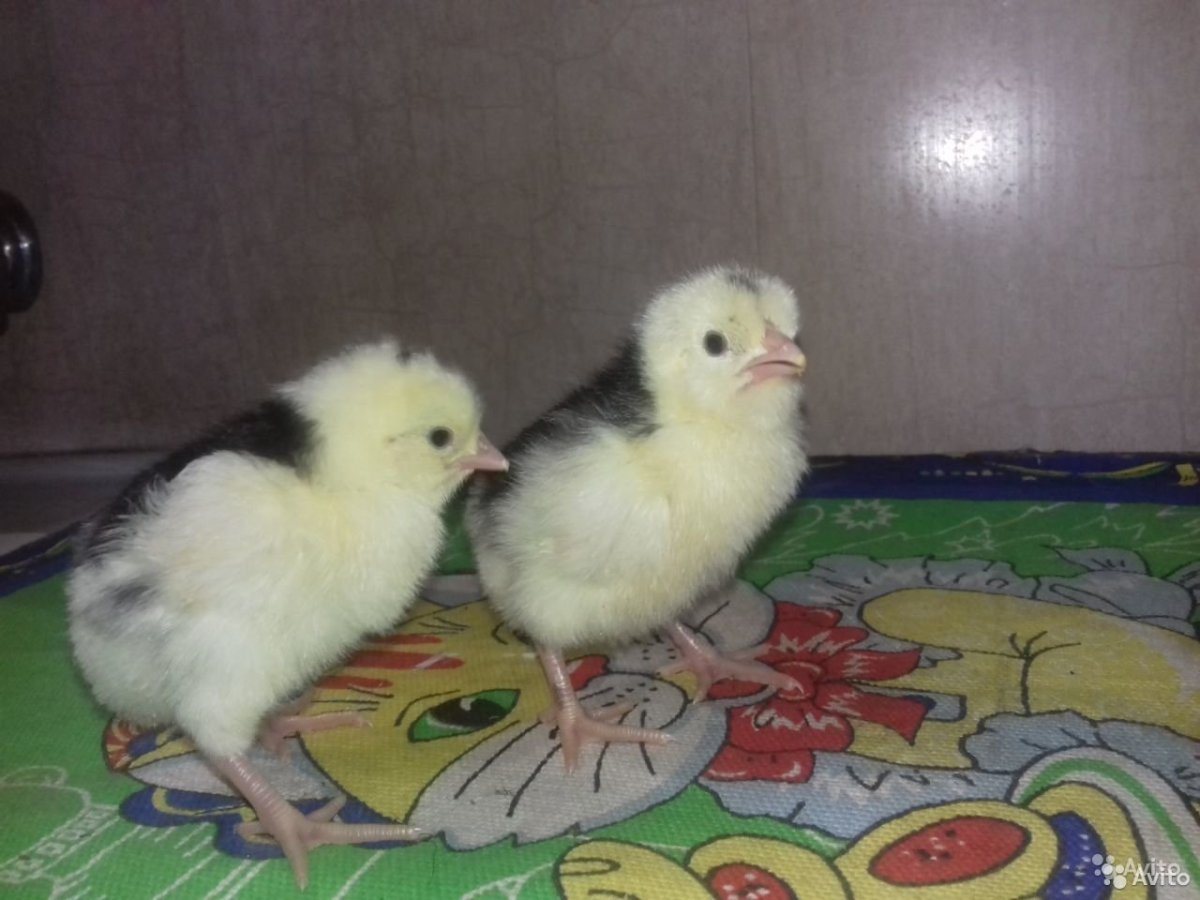 Леггорн белый стандарт