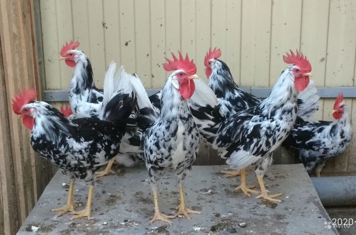 Декоративные курицы