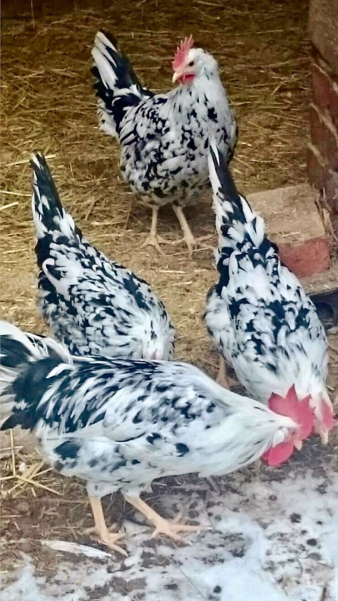 Леггорн далматинец