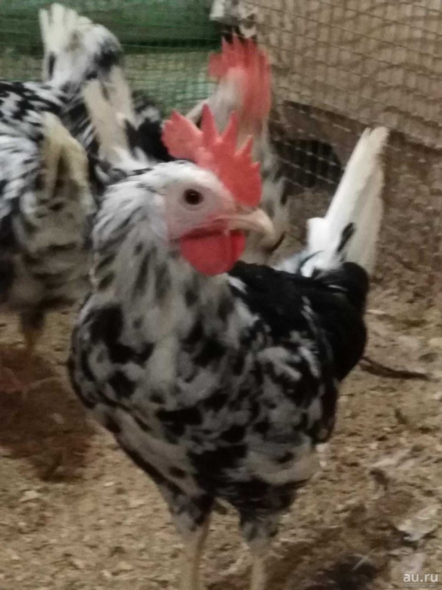 Петух Леггорн далматинец