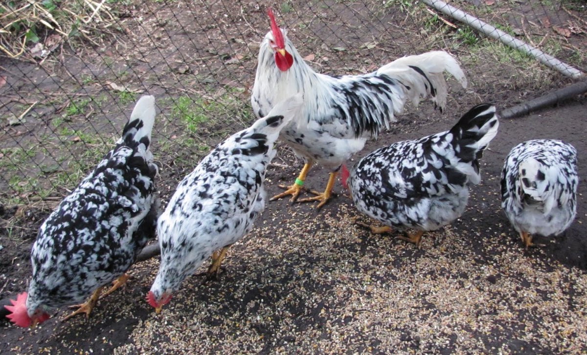 Цыплята Леггорн далматинец фото