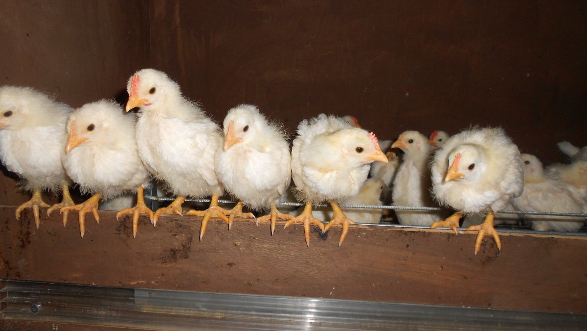 Леггорн Браун