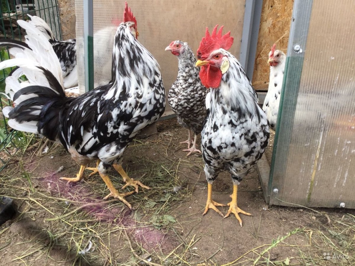 Петух Леггорн