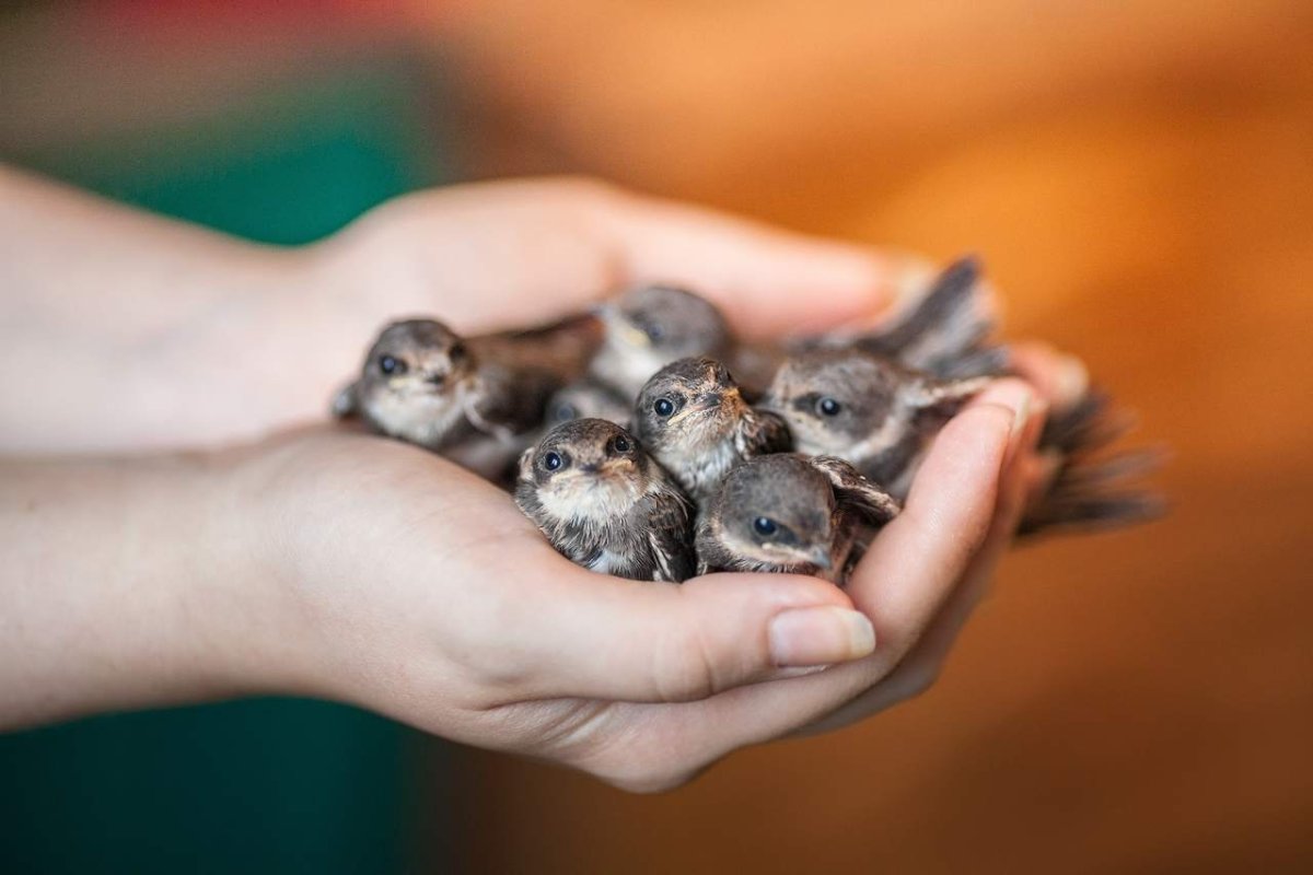 Маленькие ласточки