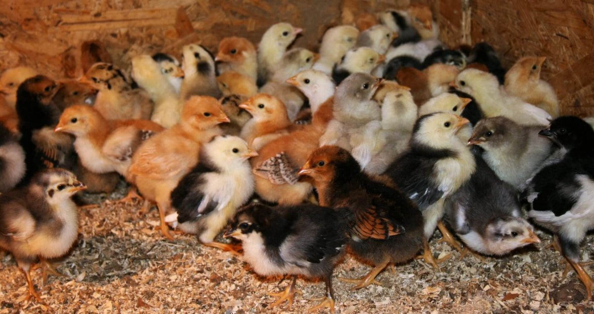 Леггорн далматинец