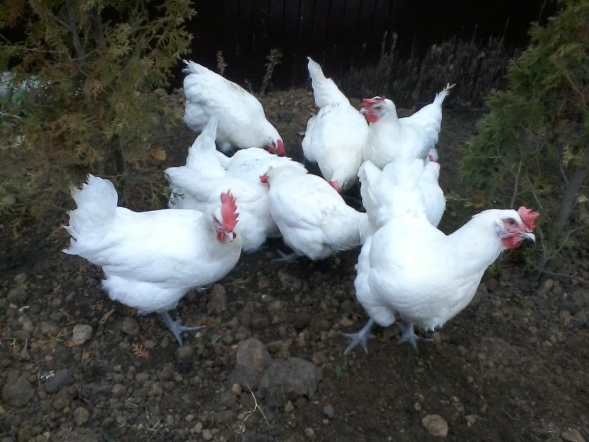 Леггорн Далматин цыплята