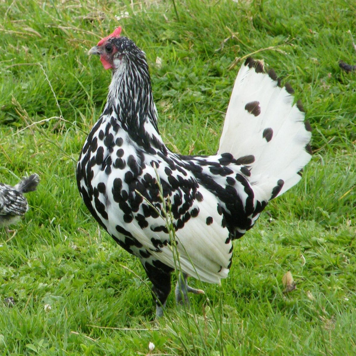 Леггорн пестрый далматинец
