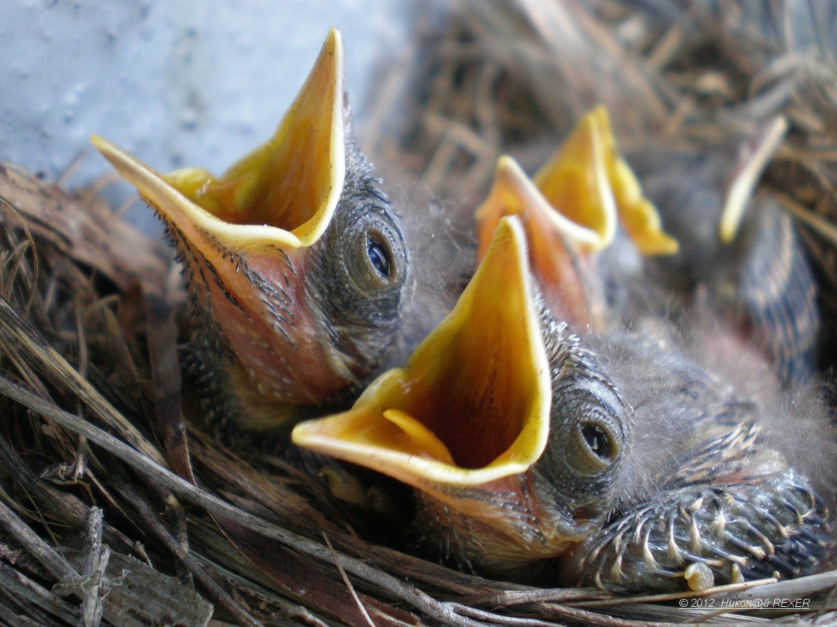 Гнездо городской ласточки