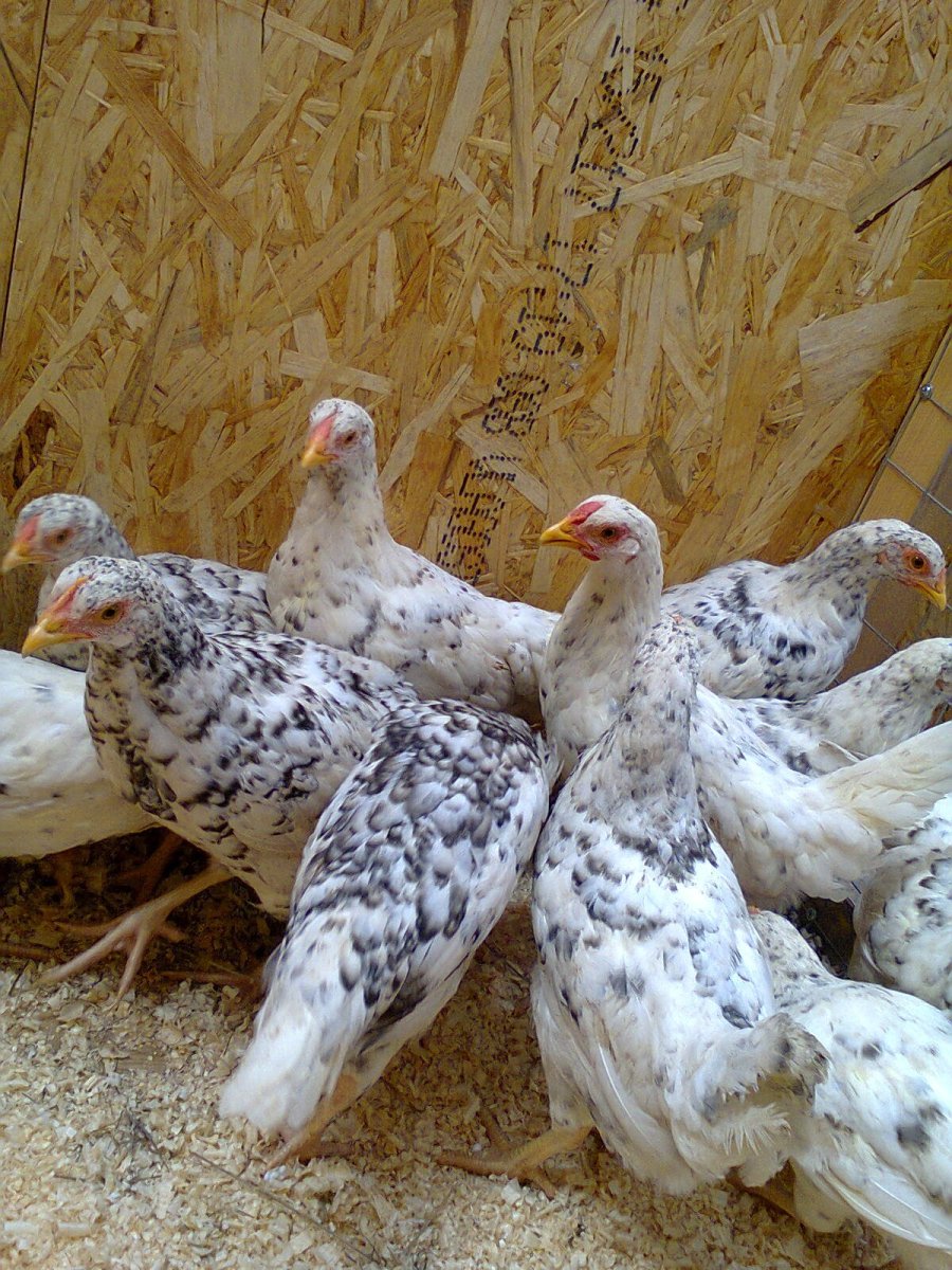 Белый Леггорн цыплята