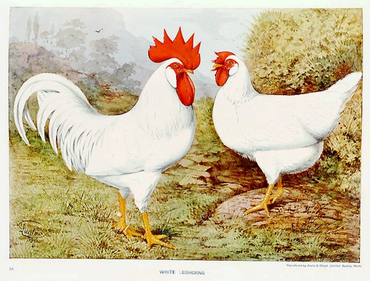 Леггорн Изабелла