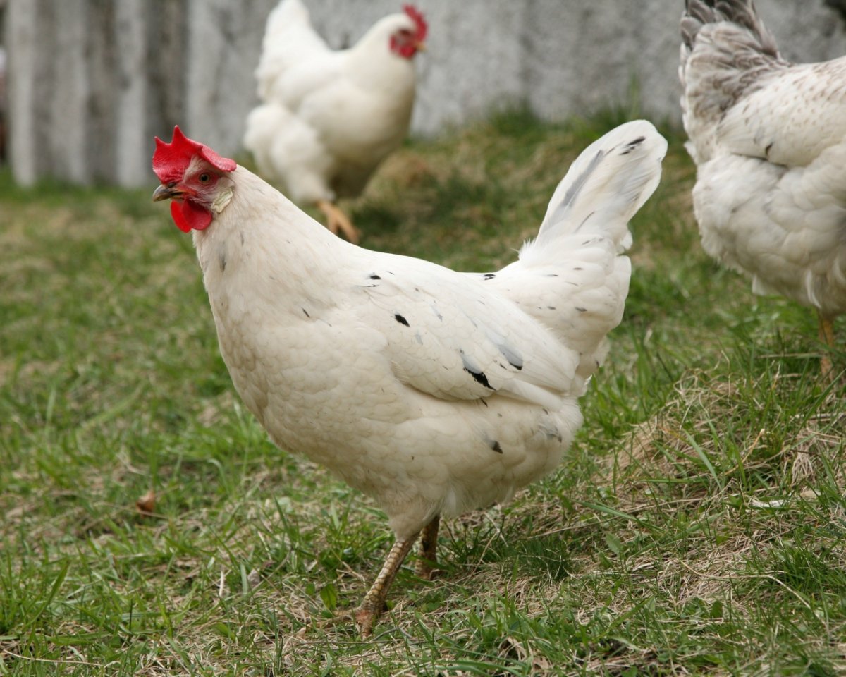 Цыпленок из рекламы