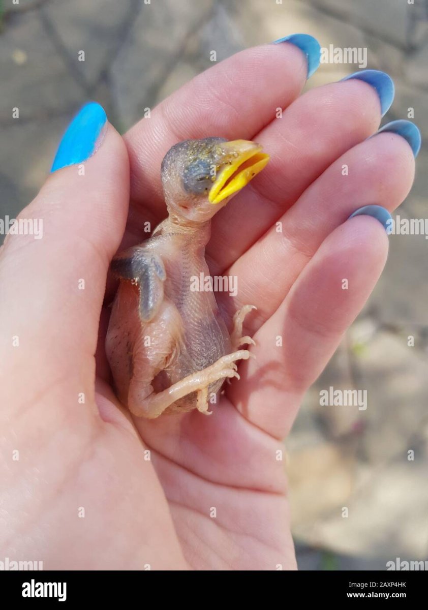 Птенчик на белом фоне