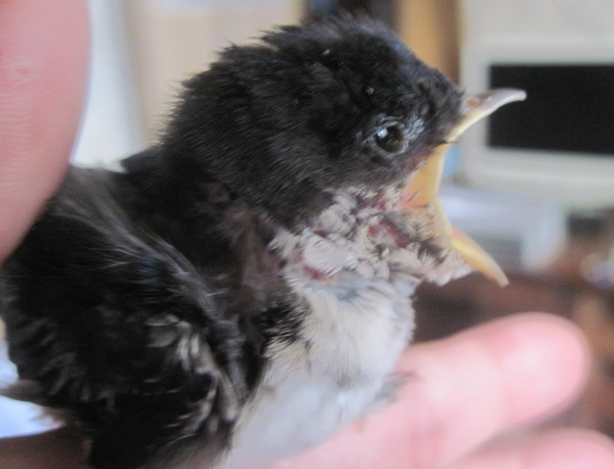 Ласточка гнездо птенцы