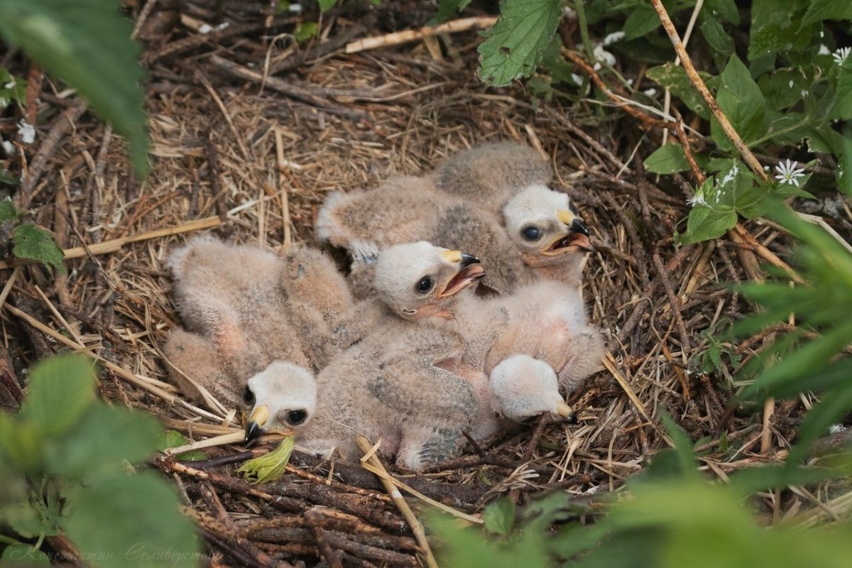 Птенец желторотик Ласточка