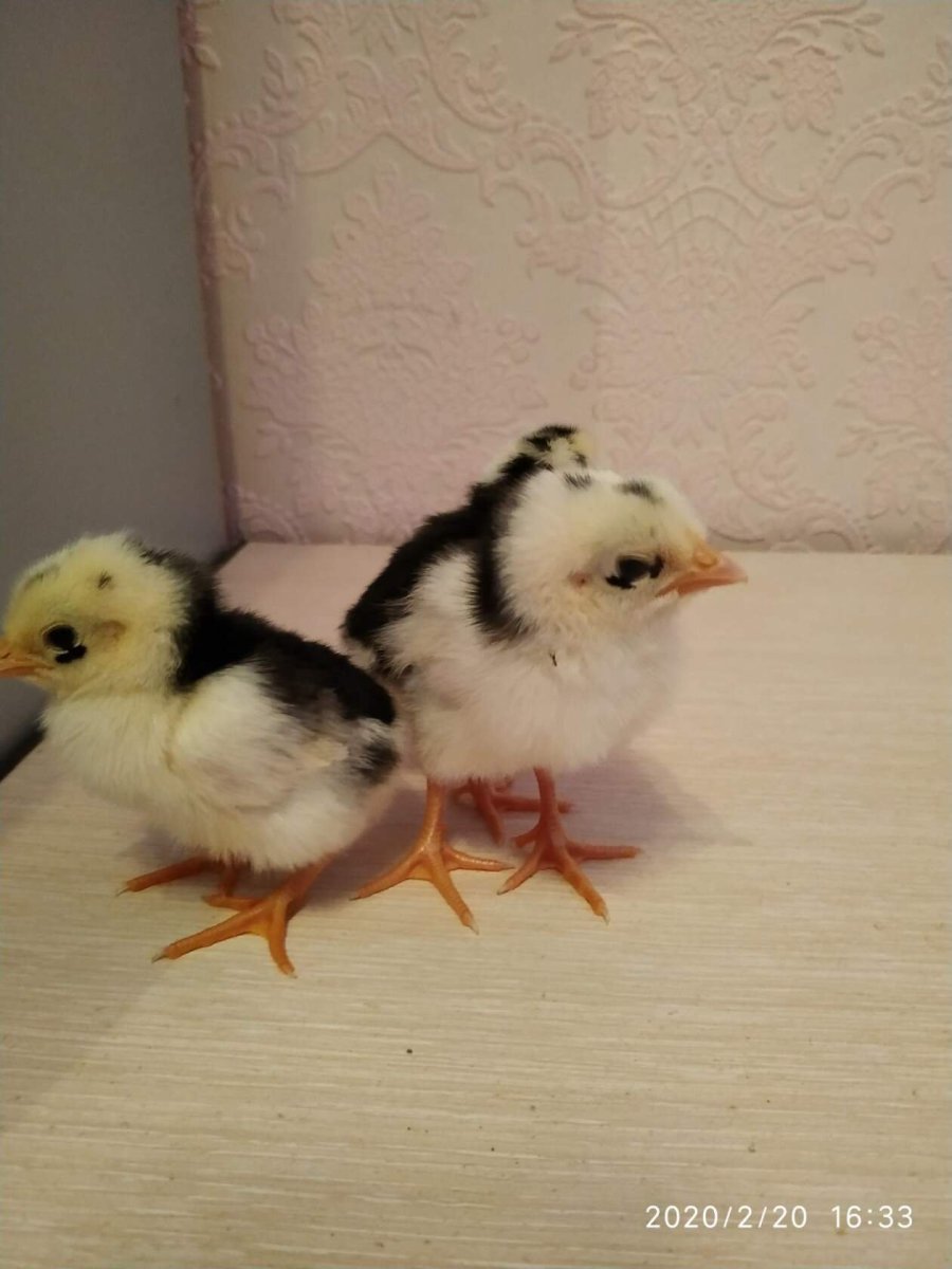 Куры Леггорн Триколор