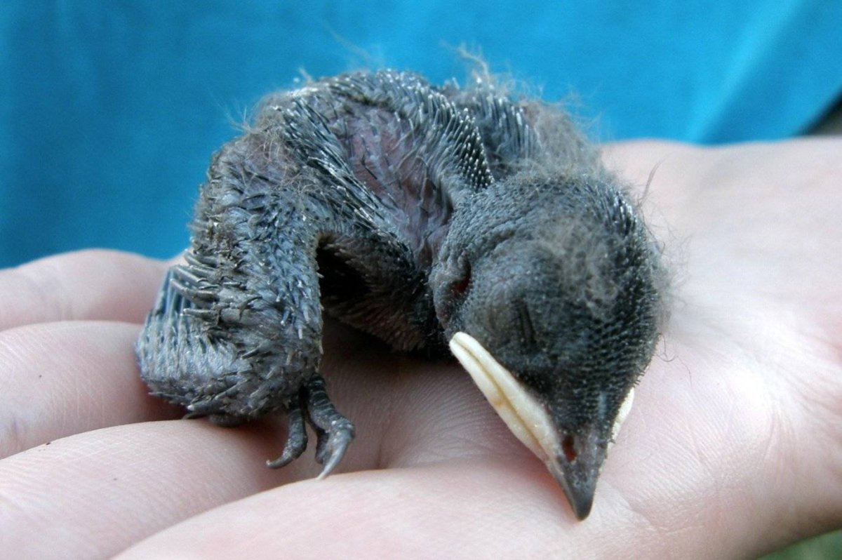 Птенчик с открытым ртом