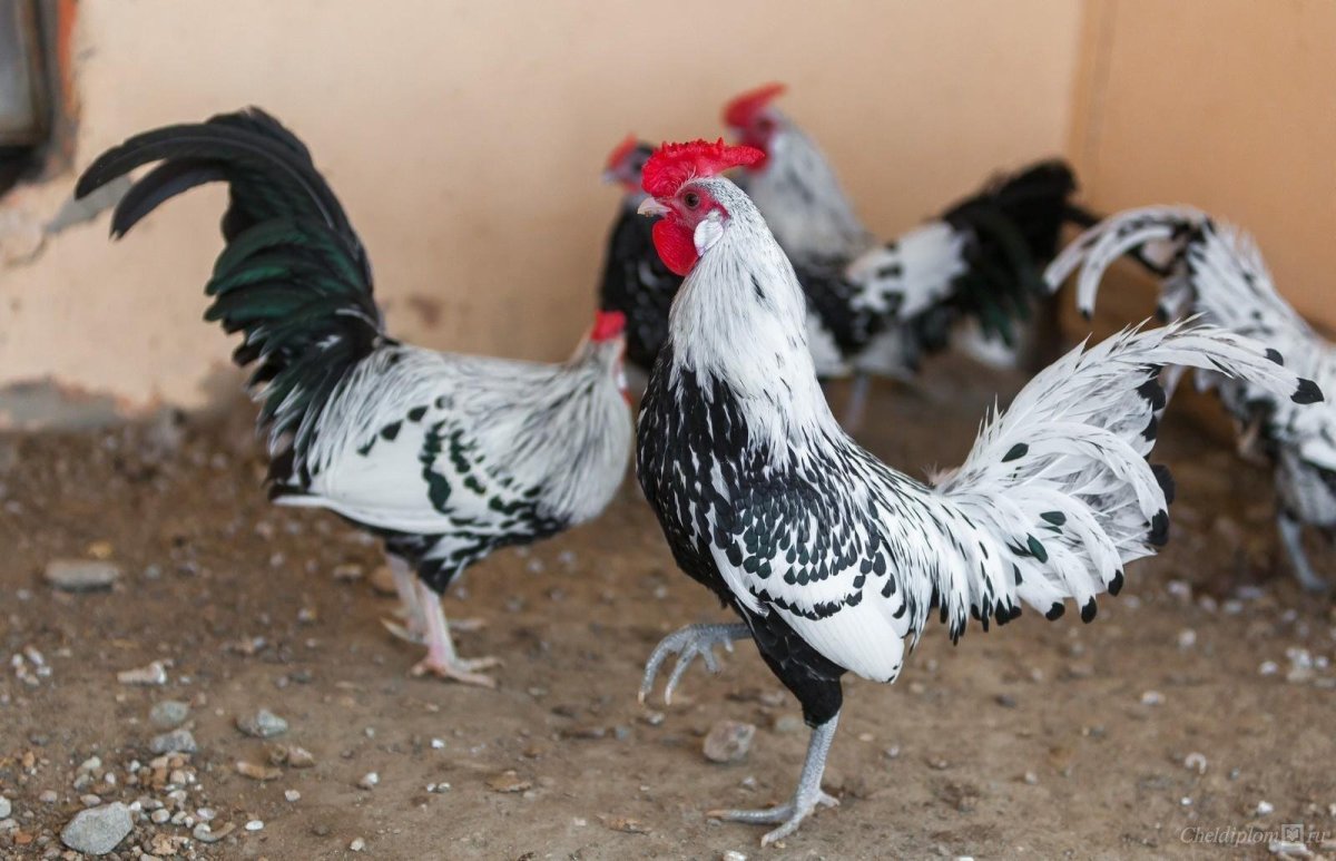 Пекинская бентамка