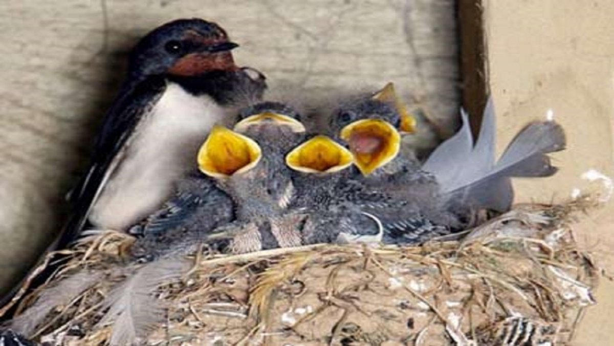 Птенцы деревенской ласточки