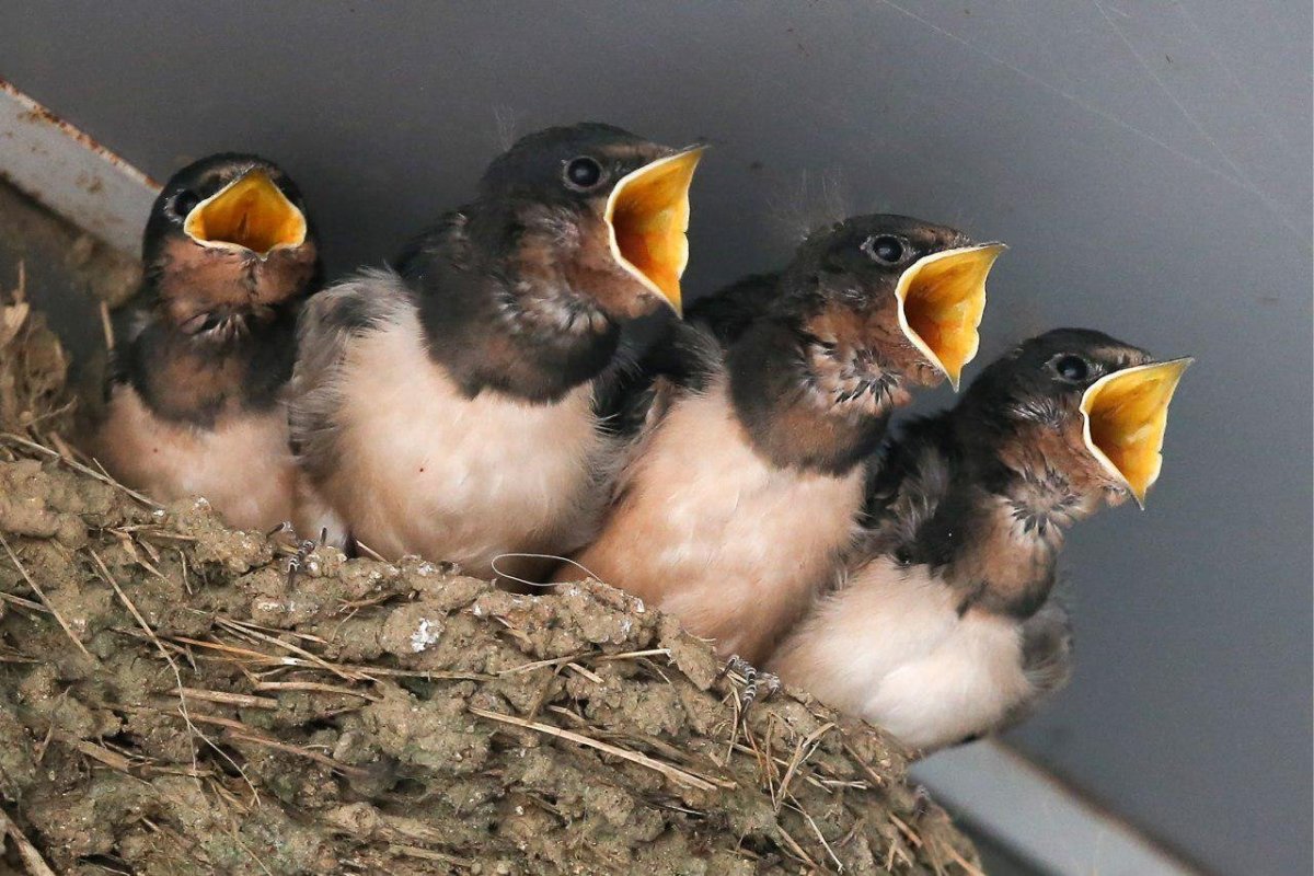Птенец ласточки новорожденный