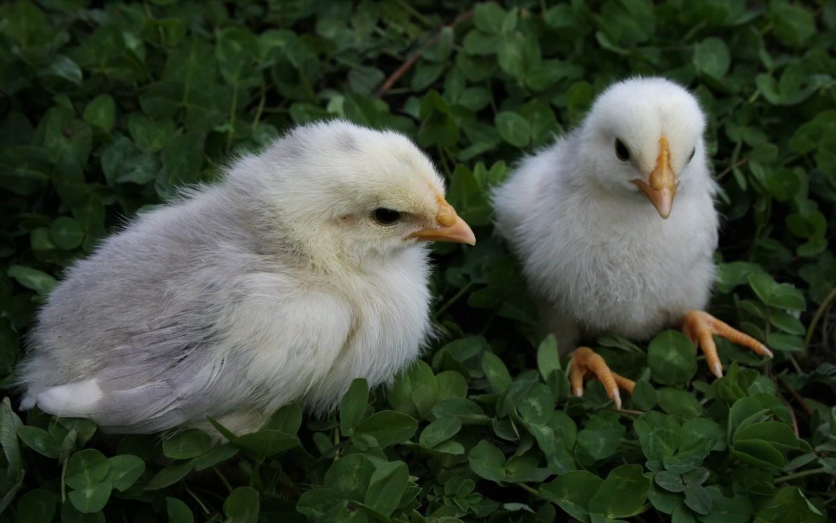 Аппенцеллер шпицхаубен