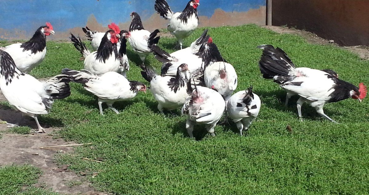 Леггорн Изабель