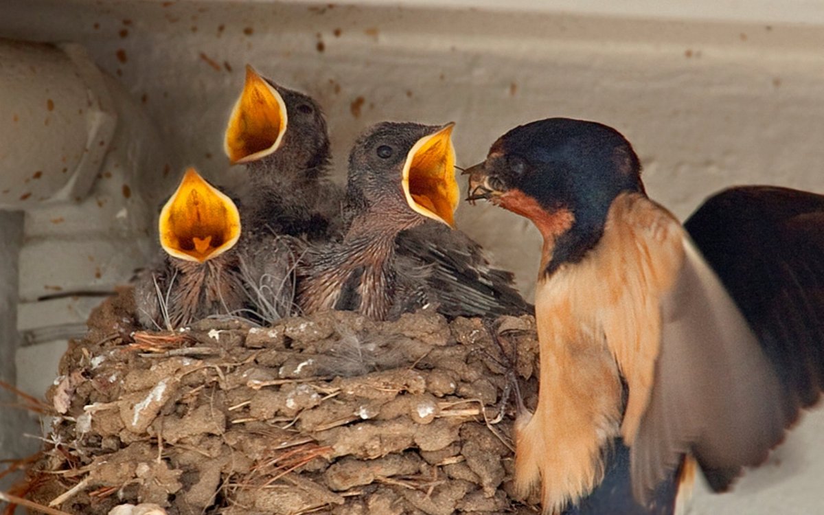 Ласточка гнездо птенцы