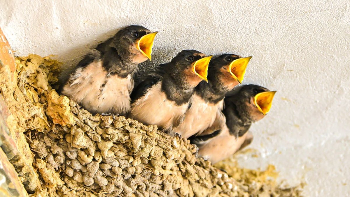 Птенцы ласточки Новорожденные в гнезде