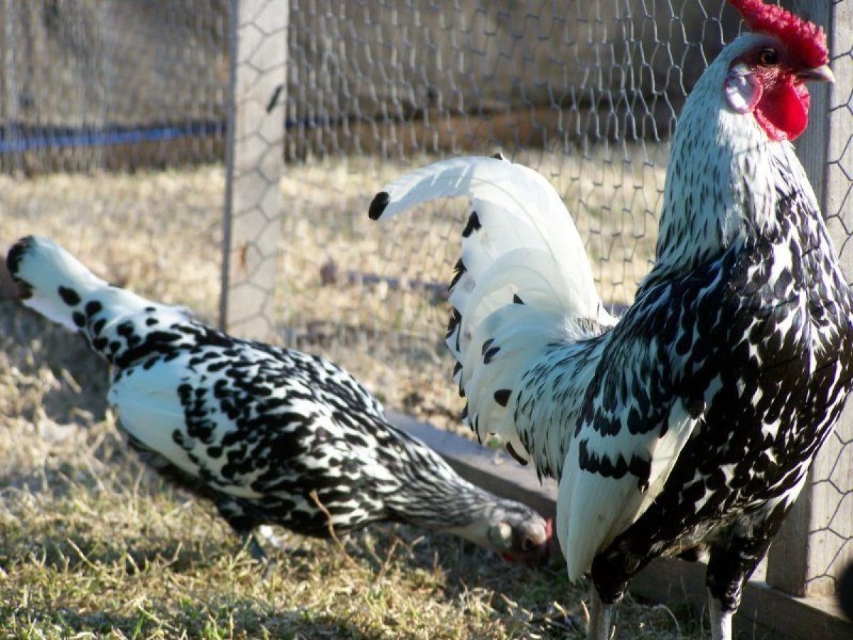 Леггорн пестрый далматинец