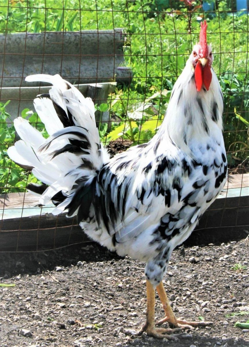 Леггорн пестрый далматинец