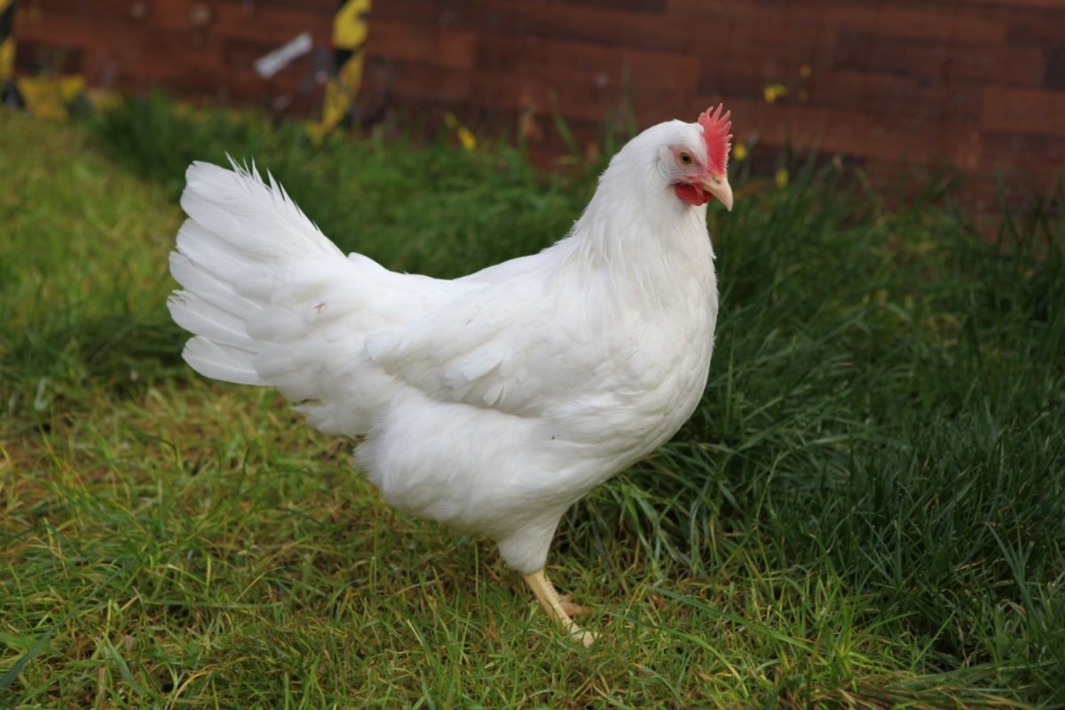 Леггорн Изабель порода