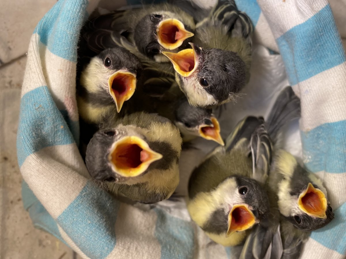 Стриж птица фото