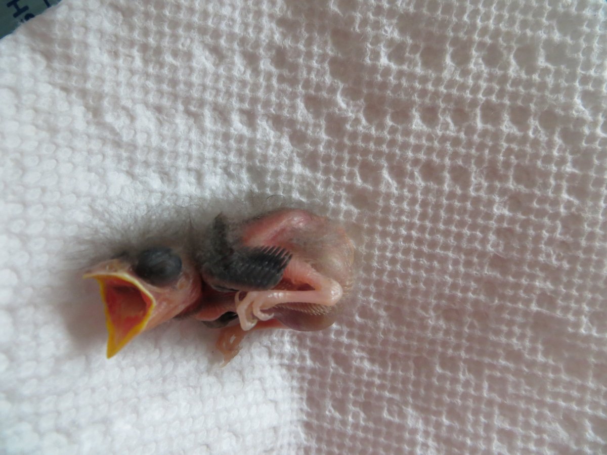 Птенцы деревенской ласточки