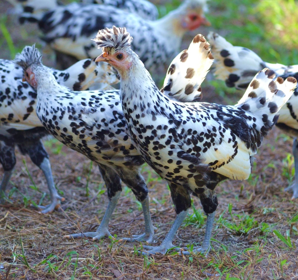 Цыплята леггорн далматинец