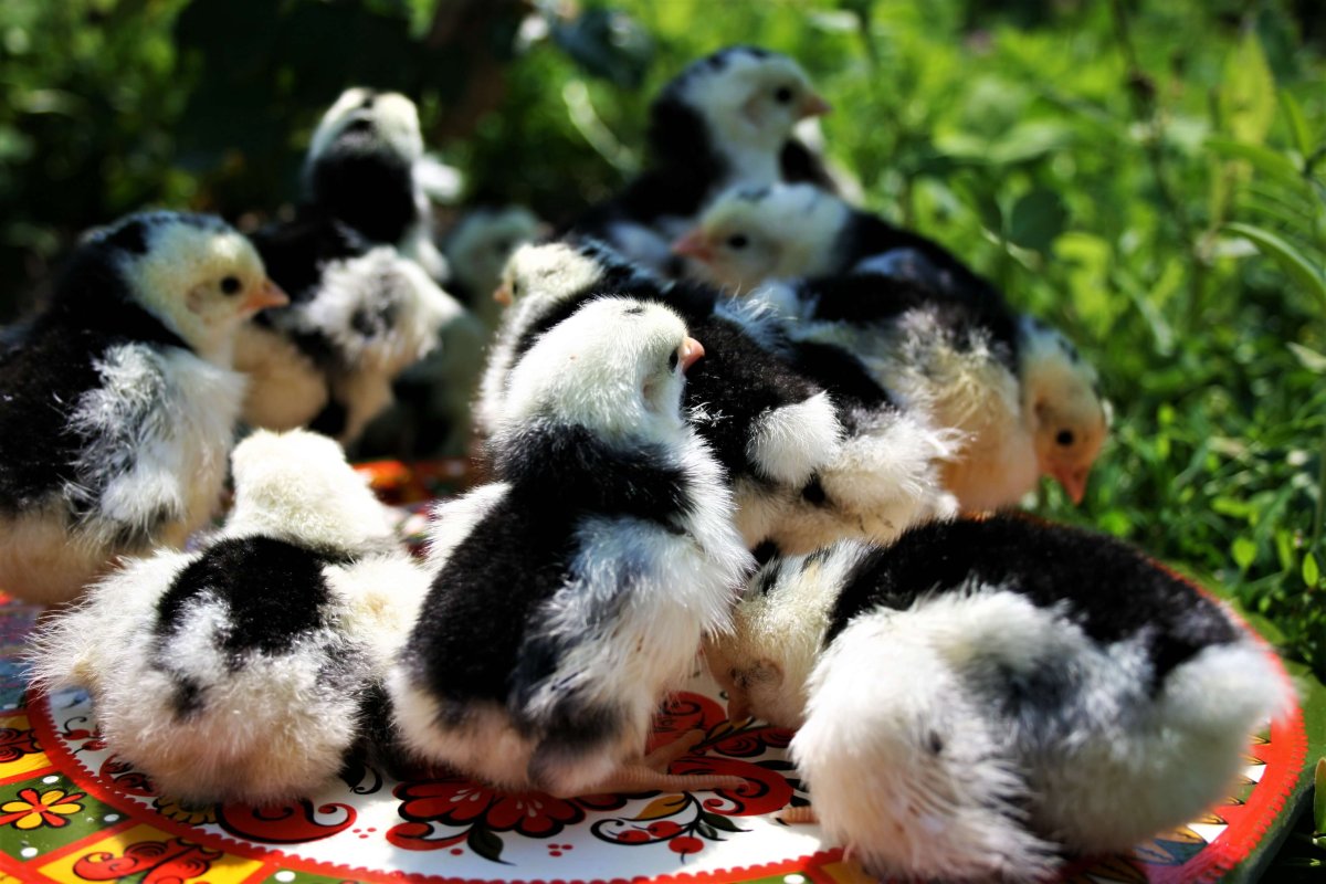 Леггорн мраморный куры