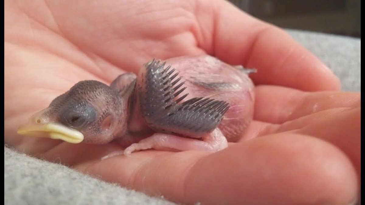 Новорожденный птенец Воробьев