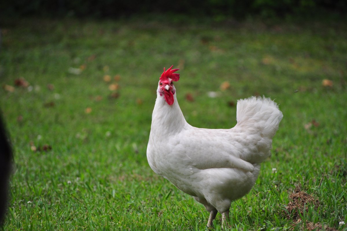 Австралорп мраморный