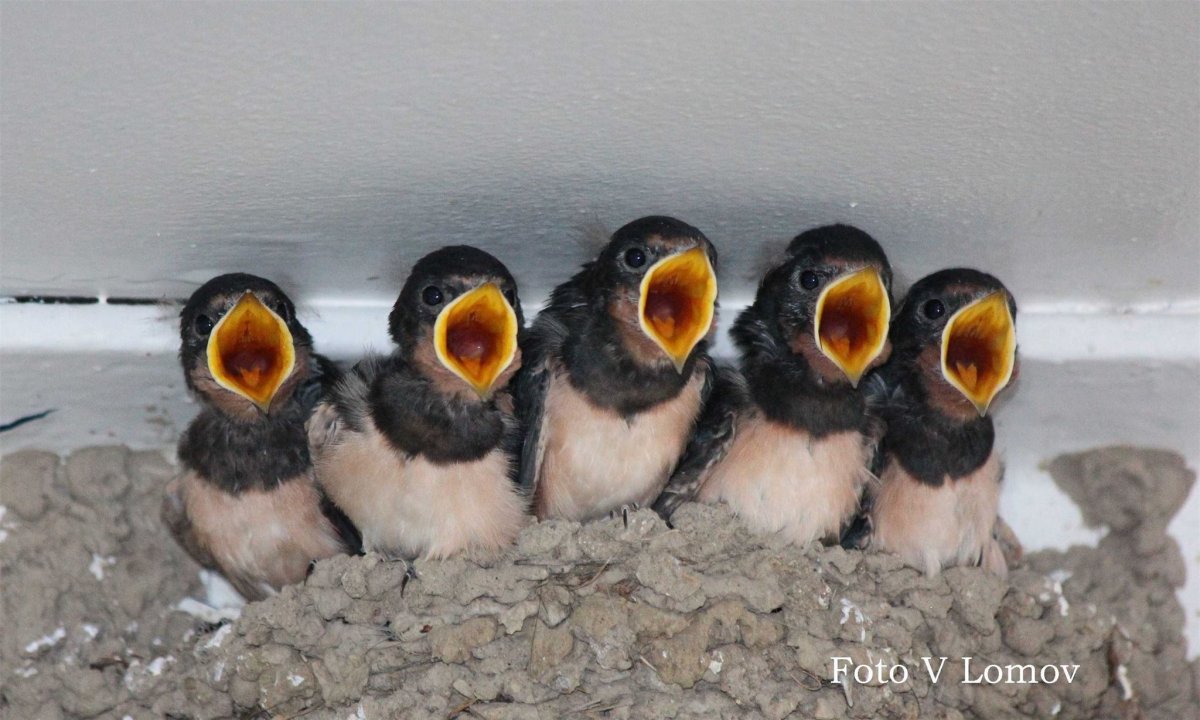 Птенцы деревенской ласточки