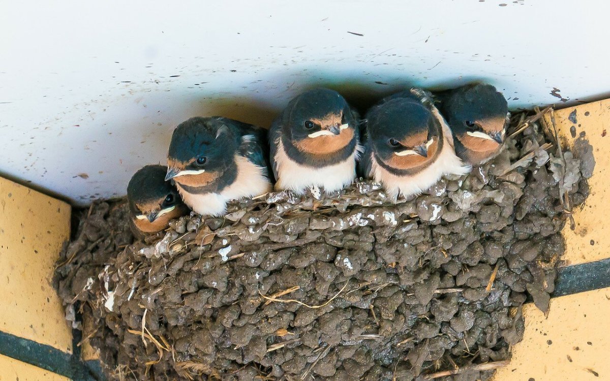 Птенец воробья новорожденный