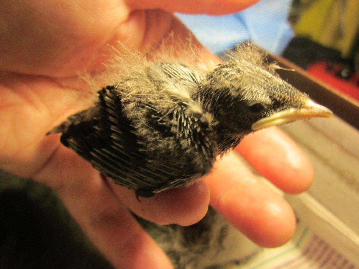 Грач маленький птенец