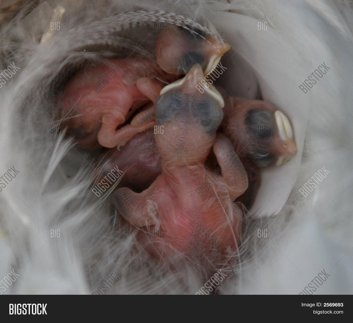 Птенец ласточки новорожденный