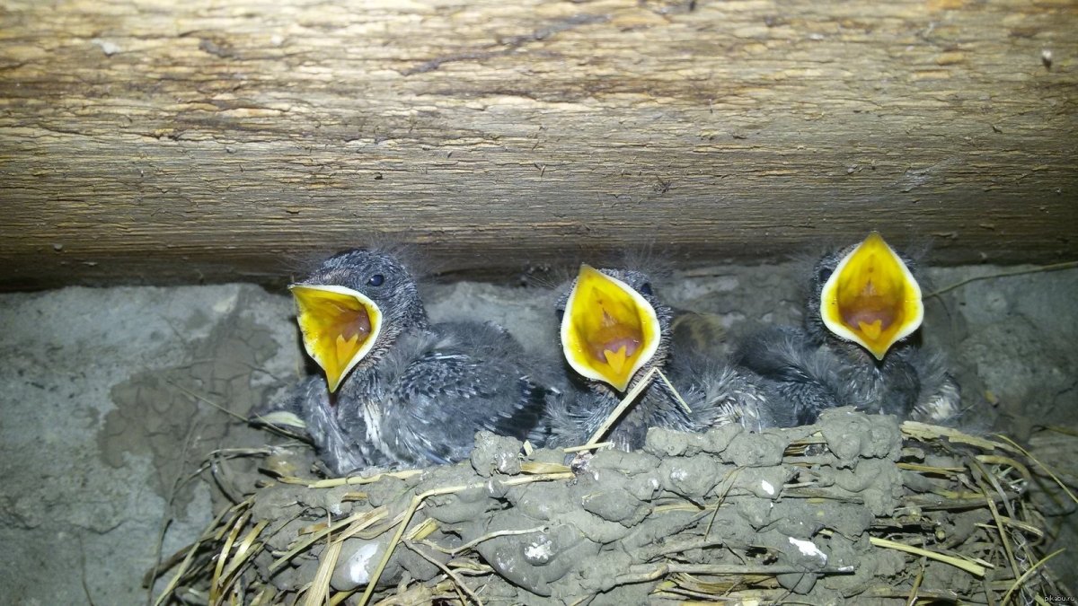 Новорожденные птенцы разных птиц