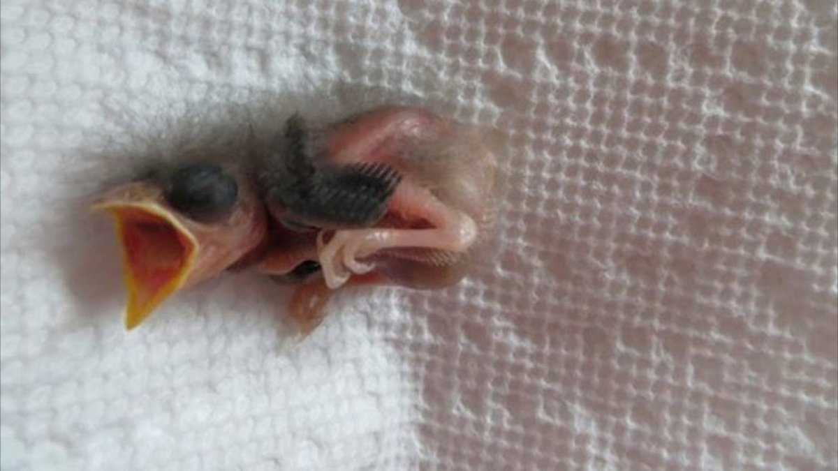 Птенец воробья на белом фоне