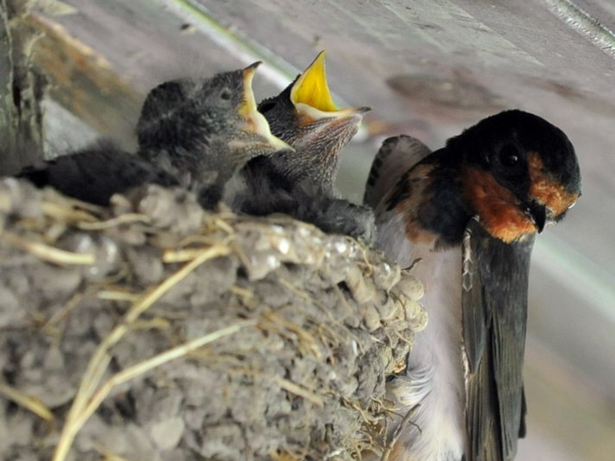 Птенец ласточки новорожденный