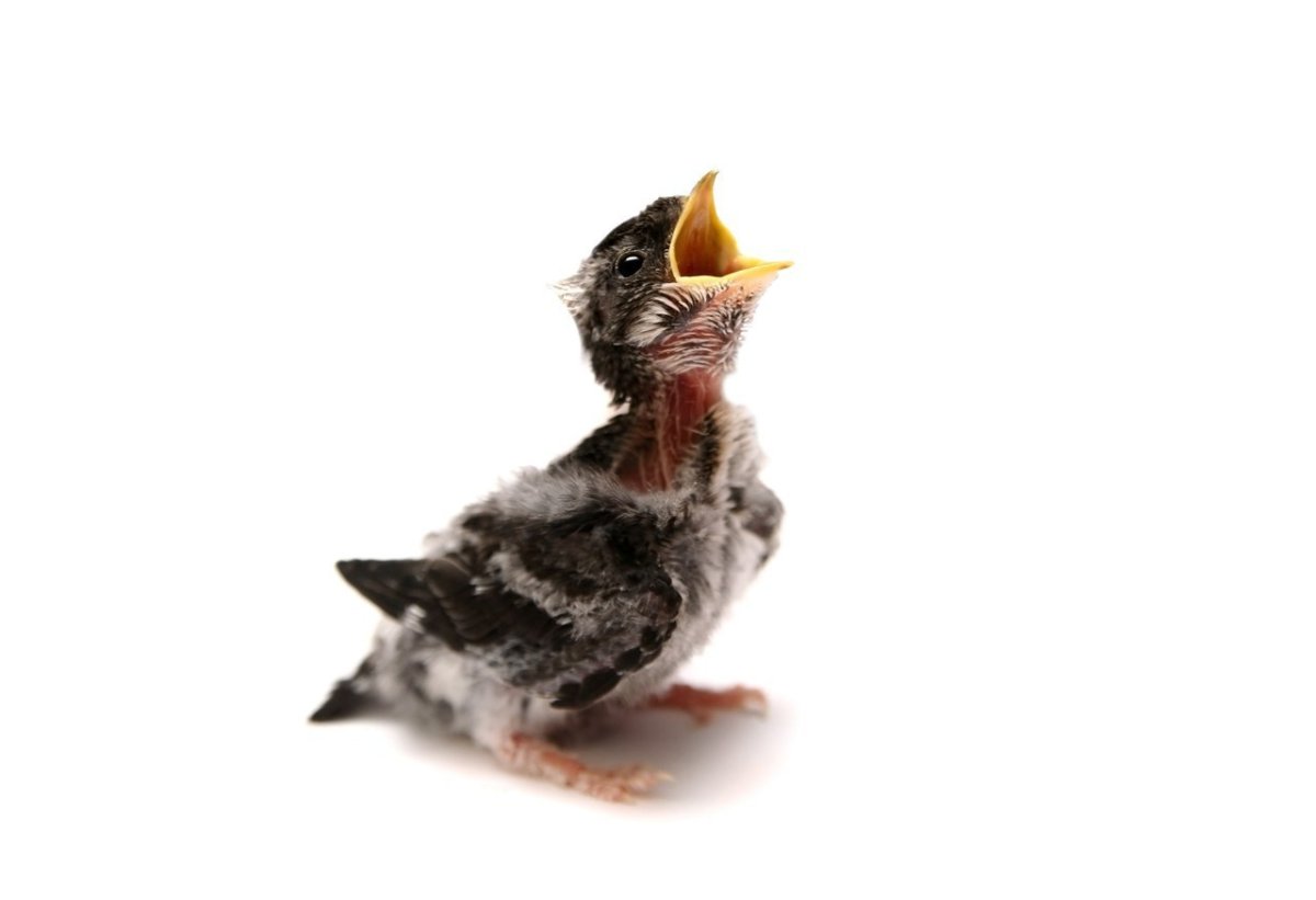 Кормление птенцов ласточек