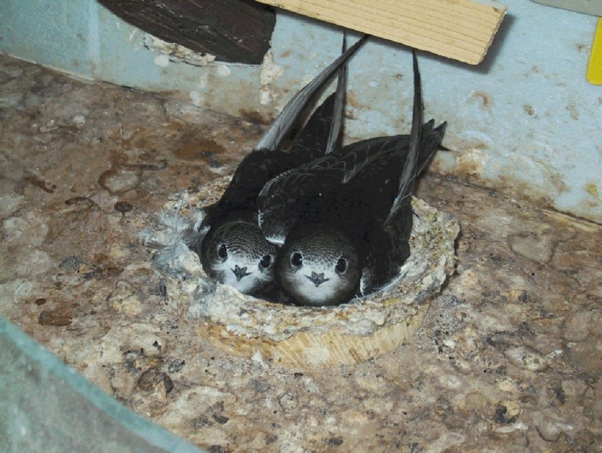 Ласточка гнездо птенцы