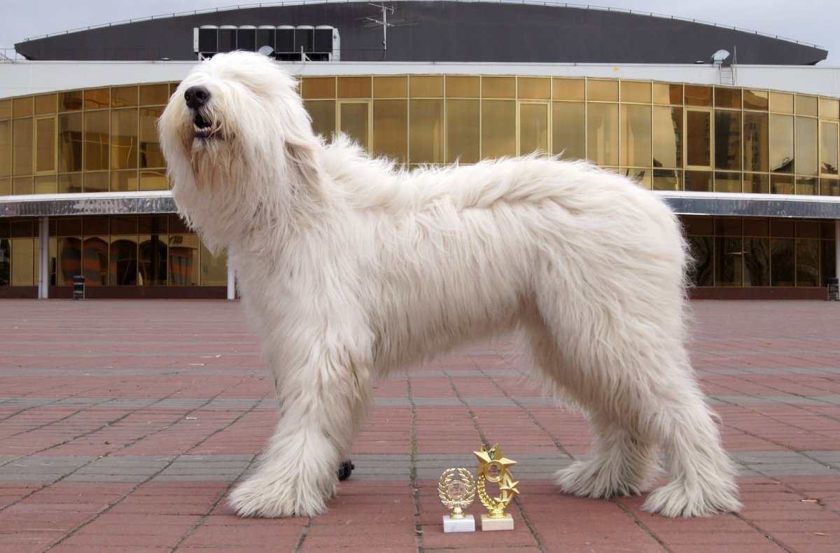 Южнорусская овчарка