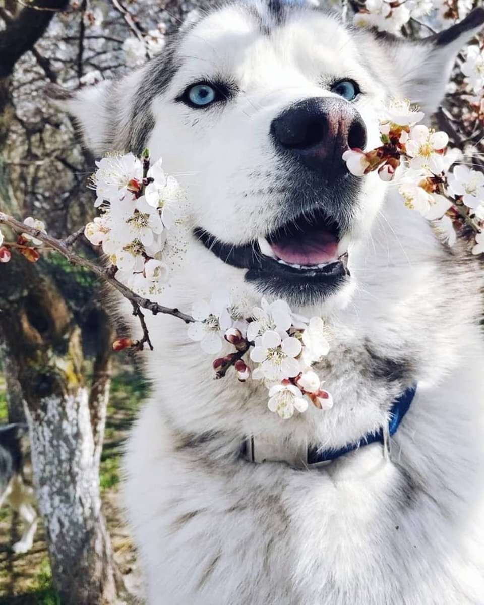 БШО овчарка