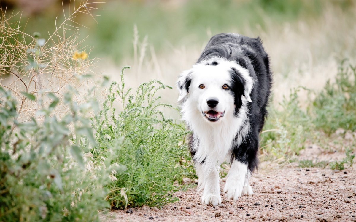 Шотландская пастушья овчарка